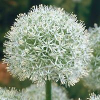 Czosnek Mount Everest Allium 1 szt