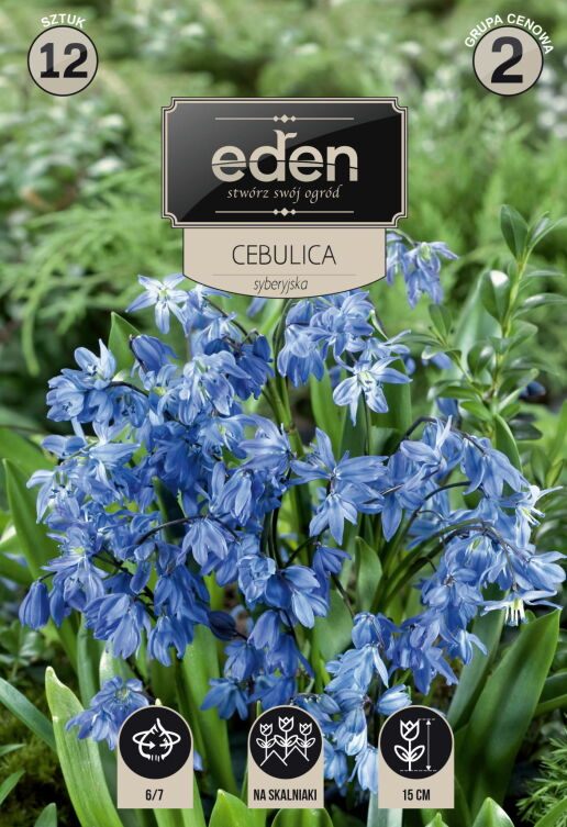 Cebulica syberyjska Eden 12 szt. Cebulki