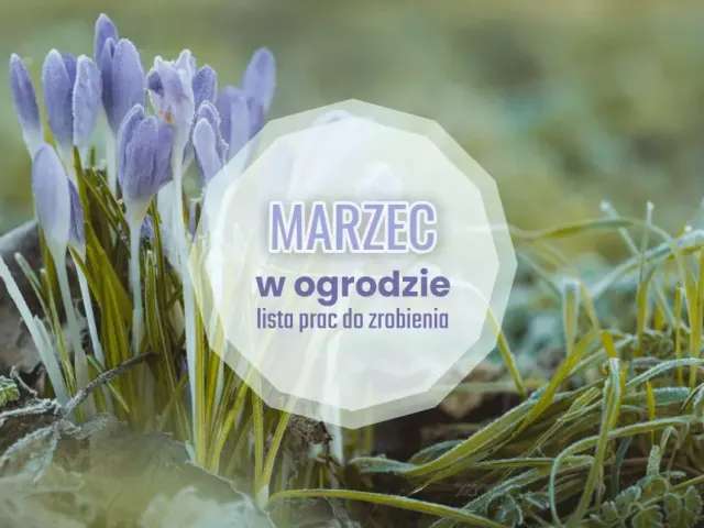 Marzec w ogrodzie ? co robić? | Lista prac do zrobienia